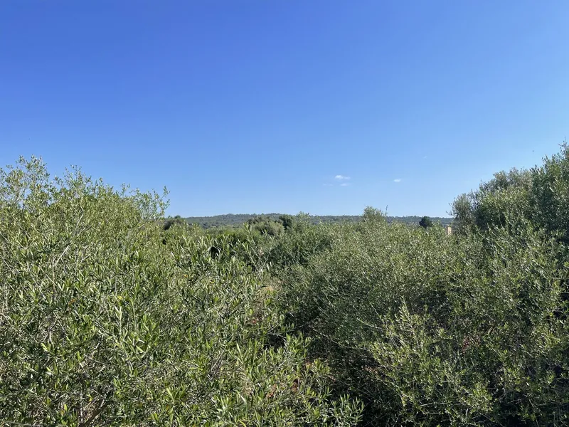 Fenced Plot with easy access and Basic Project between Campos and Porreres — photo 7