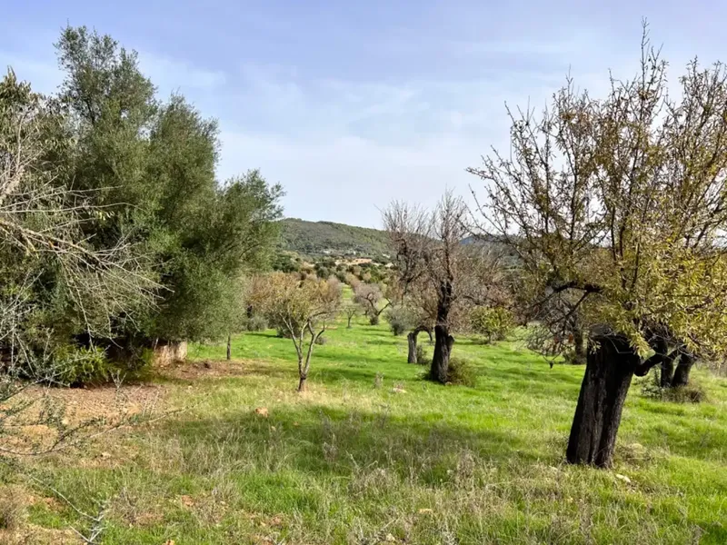 Finca with project in Campanet, near 17,400 m2 of land, with views of the Serra de Tramontana and the area of the Caves of Campanet — photo 8