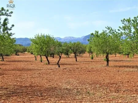 Rural land in Binissalem (Cabana), plot surface 15 m², distance to the sea 18 km — photo 1