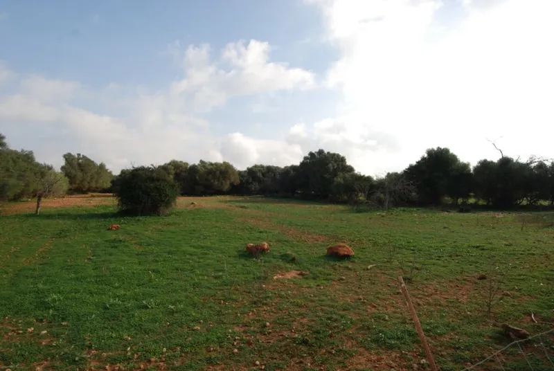Sunny and spacious rustic plot ideal for growing vines near Felanitx — photo 3