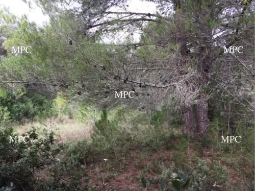 Rustic plot of land with construction of 65 m² in Capdepera — photo 1