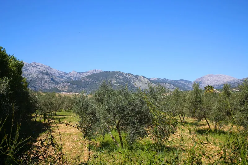 Finca/Country House for rent in Selva, Mallorca — photo 1