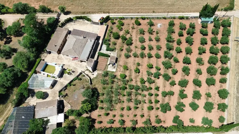 Rustic finca with pool, views and own olive oil production in Santa Eugènia — photo 3