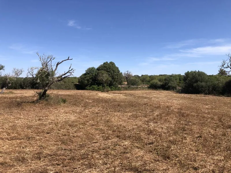 Set of 3 Plots Located 3.5 km from Santanyi in the Direction of Cas Concos — photo 3