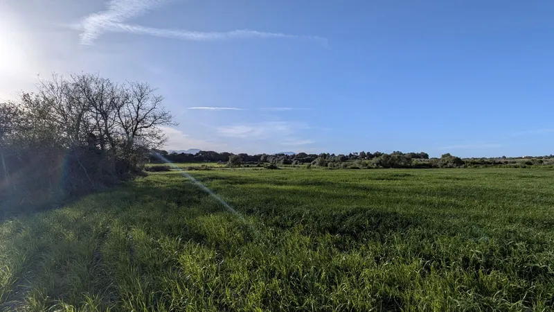 Plot of 15,250 m2 in Muro with views of the Tramuntana — photo 4
