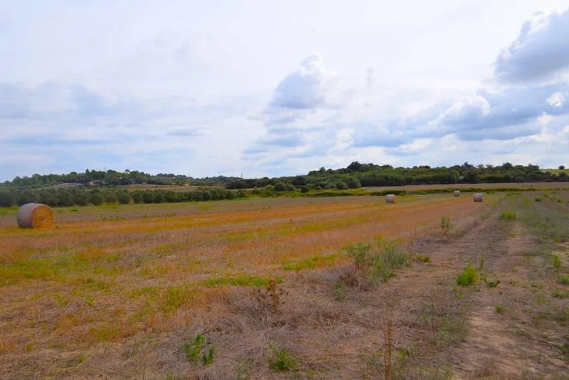 Land in Muro, Province of Balearic Islands — photo 10