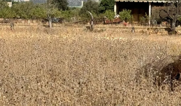 Opportunity to buy a plot in the heart of Mallorca, near Binissalem. — photo 5
