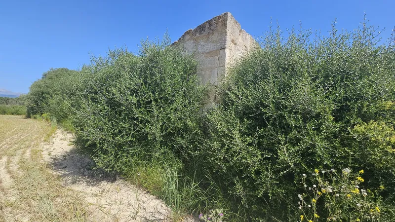 Rustic estate of 6,876 m2 in Muro — photo 8