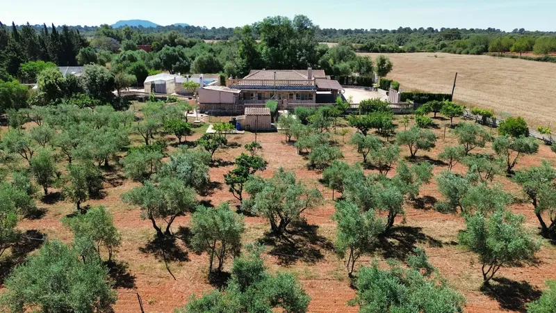 Rustic finca with pool, views and own olive oil production in Santa Eugènia — photo 6