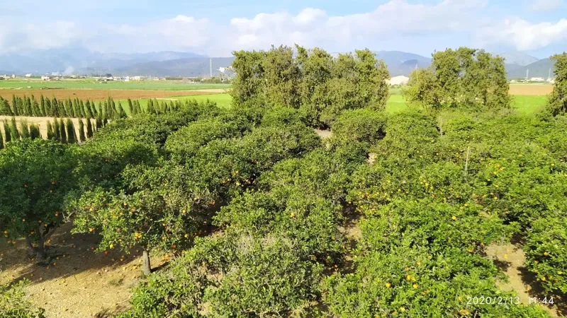 Charming finca in a natural setting in Sa Pobla with very easy access — photo 5