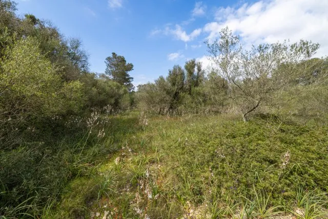 Spacious plot of land for sale in tranquil Algaida, central Mallorca — photo 10