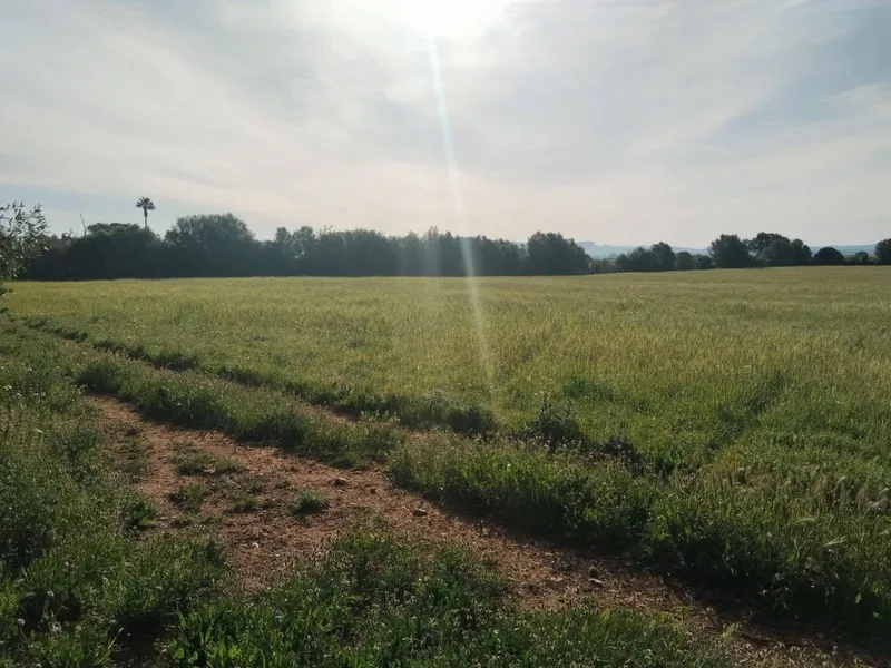 Land in Felanitx, Province of Balearic Islands — photo 3