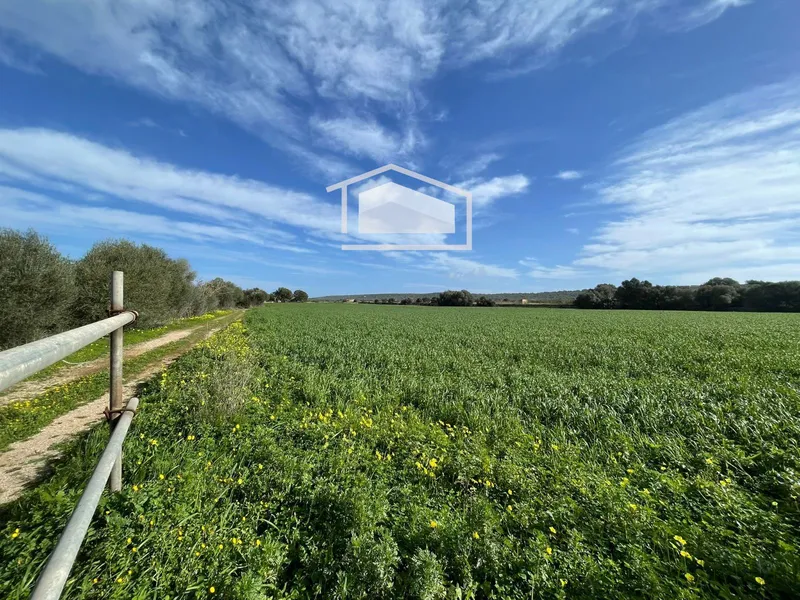 Rustic plot of more than 20,000 m² with excellent access and open views next to Ses Salines and Colonia de Sant Jordi — photo 5