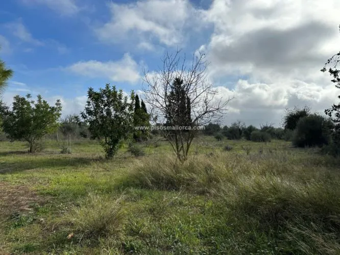 Plot in Santa Maria, Son Llaut Industrial Area — photo 2