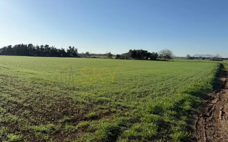 Developable Land in Sa Pobla: Nature and Future — photo 9