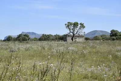 Building plot for sale in Manacor — photo 2