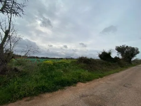 Rural Land - Felanitx, Plot Surface 15817m² — photo 10