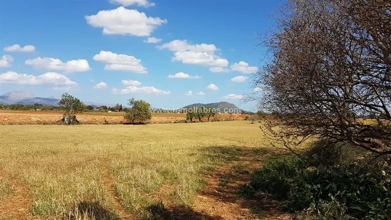 Unique opportunity on the outskirts of the charming municipality of Sencelles, on the beautiful island of Mallorca. This huge rustic estate — photo 4