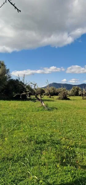 Rural land - Llubí (outskirts of Llubí), plot surface 14,964 m² — photo 2
