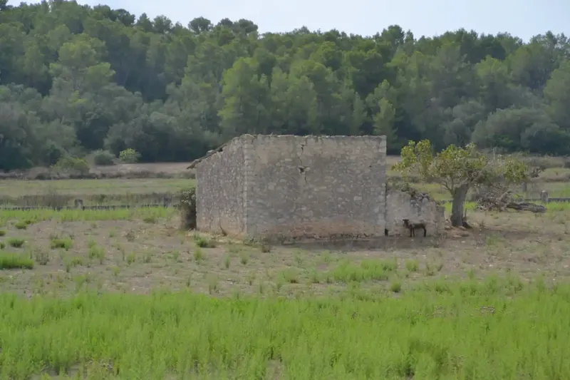 In the middle of Pla de Mallorca, in the municipality of Sineu, we have this finca of about 14,590 m2 of land, fenced finca with several rows of — photo 2