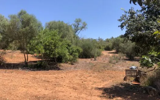 Rustic Finca in Campos — photo 2