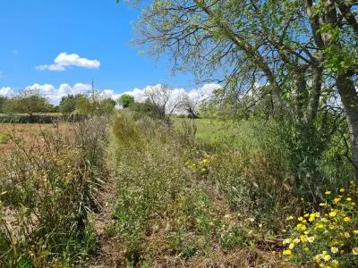 Country House - Manacor, Plot Surface 1650m² — photo 9