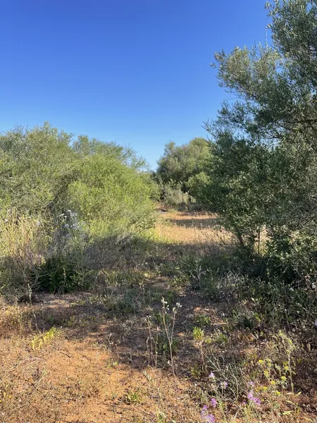 Fenced Plot with easy access and Basic Project between Campos and Porreres — photo 4