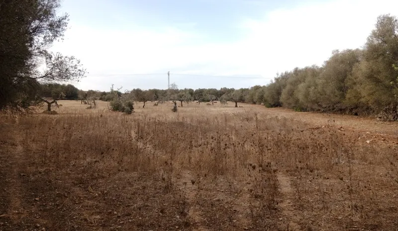 Ultimate rustic plot in Ses Salines, Mallorca for sale — photo 4