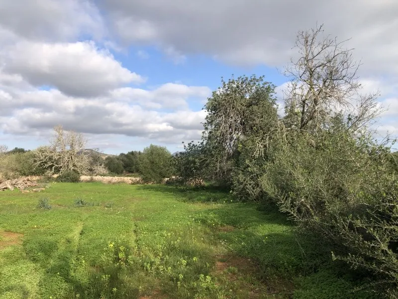 Plot of land with a project of 312m2 located between Santanyi and S'Amarador beach — photo 4