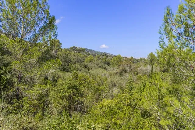 Large country plot for sale near the town of Pollensa, Mallorca — photo 5