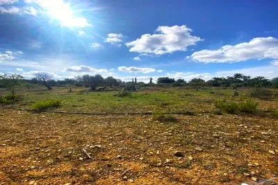 Building land 15,155 sqm Manacor-Vilafranca project — photo 1