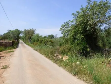 Rural Land - Llucmajor (Llucmajor (Campo)), Plot Surface 7965m² — photo 2
