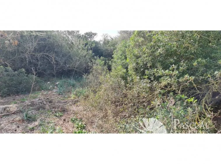 Finca with project for sale in Santa Margalida — photo 6