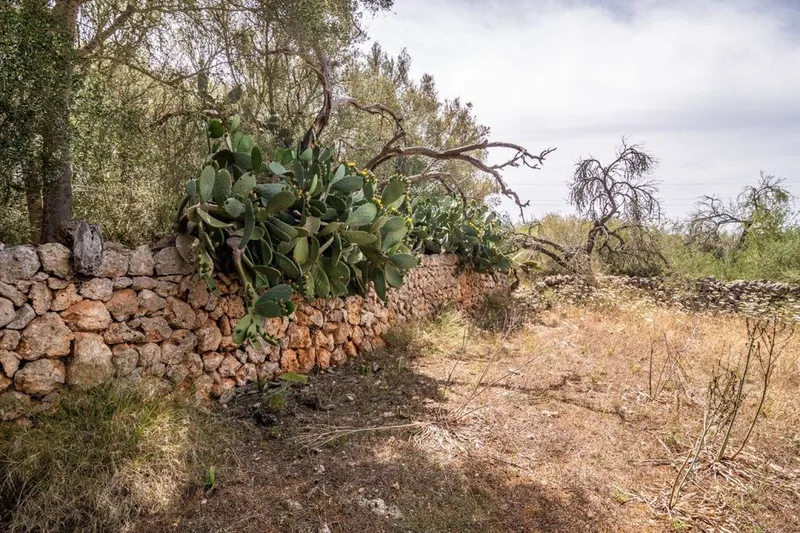 Rural or Farmhouse in Costitx, Province of Balearic Islands — photo 11