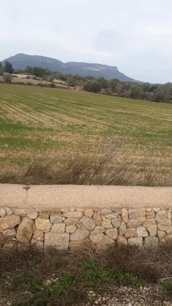 Rustic plot for sale in Llucmajor, Mallorca — photo 2