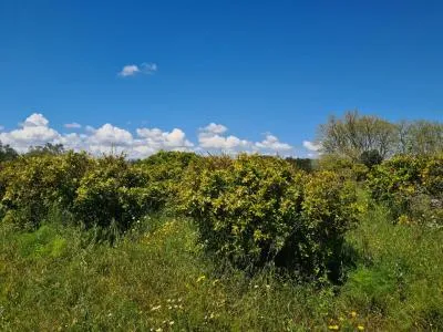 Country House - Manacor, Plot Surface 1650m² — photo 7