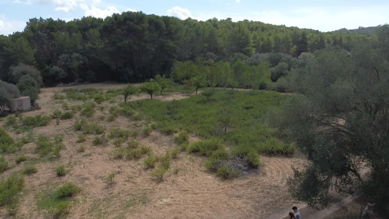 Rustic plot of 2,752 m² with fruit trees and wooded area — photo 5
