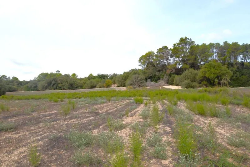 Land in Muro, Province of Balearic Islands — photo 6