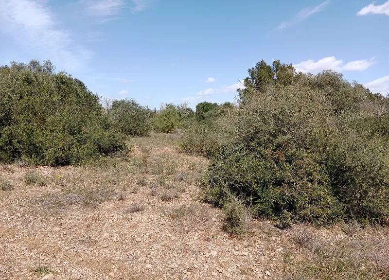 Large Rustic Land near Campos, Mallorca — photo 3