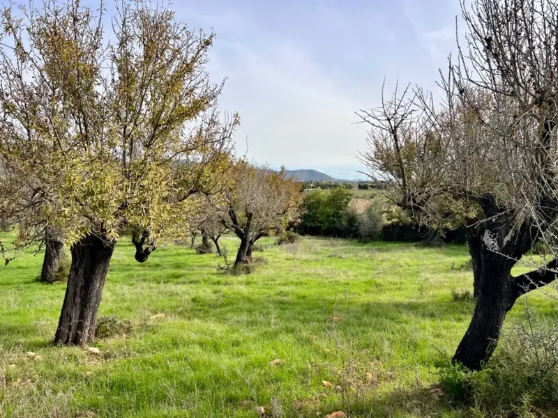 Finca with project in Campanet, near 17,400 m2 of land, with views of the Serra de Tramontana and the area of the Caves of Campanet — photo 9