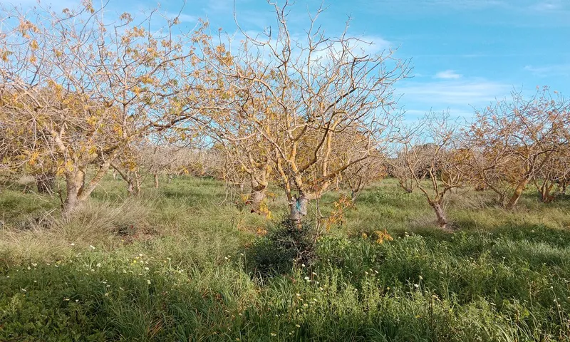 Large Country Plot near Campos — photo 6