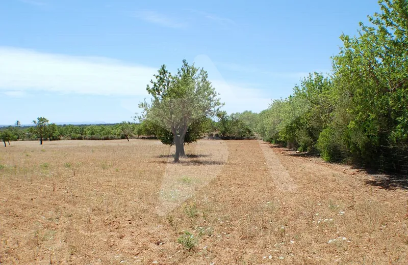 Fantastic building plot with views of the island of Cabrera — photo 2