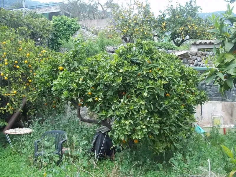 Garden plot in Fornalutx — photo 5