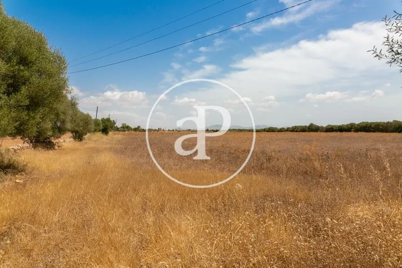 Land in Campos, Province of Balearic Islands — photo 2