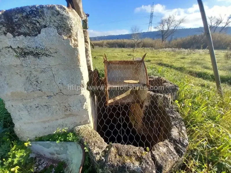 Te presento una encantadora propiedad rústica situada en el idílico pueblo de Petra, en las Baleares, España. Esta bonita finca se extiende  — photo 7