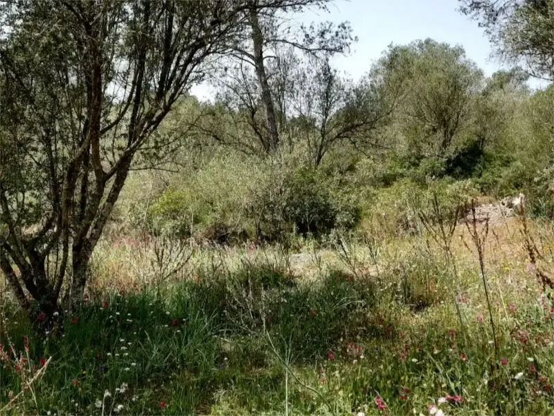 🌿 Finca rústica con casa independiente, piscina y placas solares en Algaida, cerca de Palma — photo 2