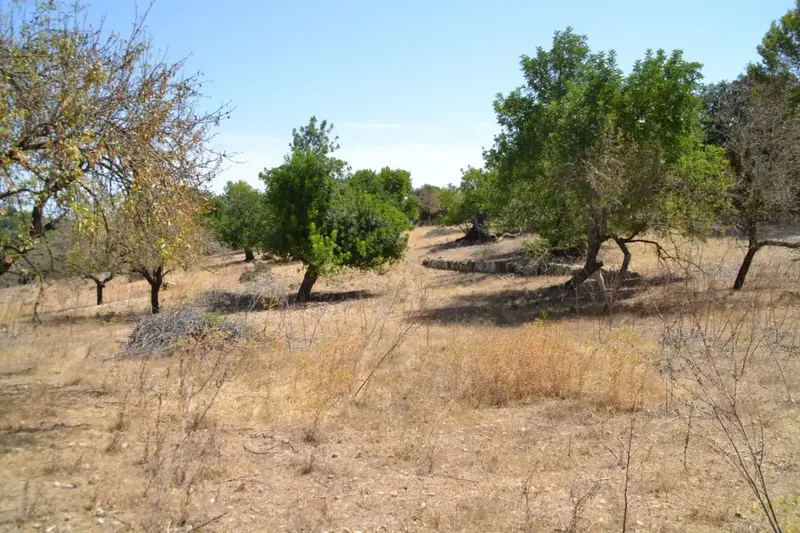 A step from the village we have this rustic estate of more than 14,000 m2, with an old construction of about 50 m2, there is the possibility of co — photo 9