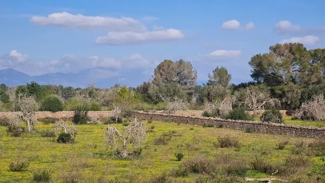 Finca/Country House for sale in Algaida — photo 8