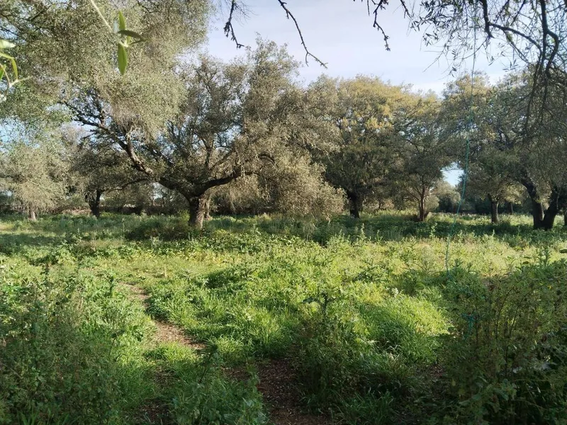 Land in Felanitx, Province of Balearic Islands — photo 6