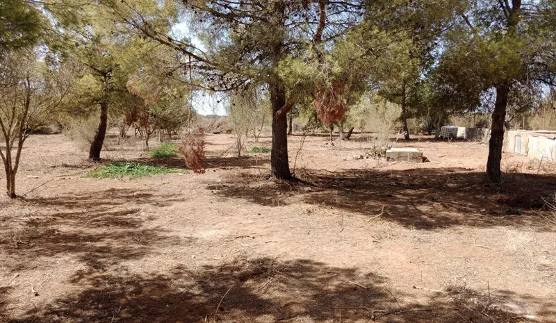 Large Rustic Land near Campos, Mallorca — photo 7